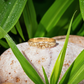 Dew Drop Solid Gold beaded ring on a natural stone, surrounded by lush green leaves, highlighting its organic beauty.
