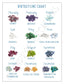 Colorful birthstone chart displaying gemstones for each month, including garnet, amethyst, and more.